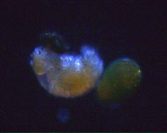 [ tardigrade during moulting ]