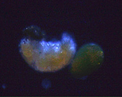 [ tardigrade during moulting ]