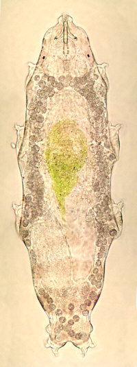 [ B&auml;rtierchen-Mann; male tardigrade ]