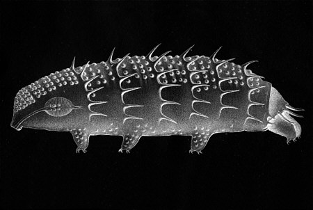 [ B&auml;rtierchen (Tardigrada)]