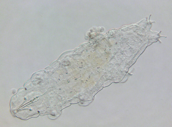 [ tardigrades, parasites ]