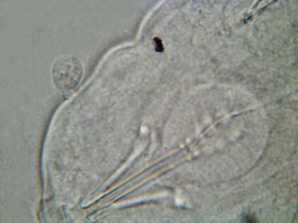 [ tardigrades, parasites ]