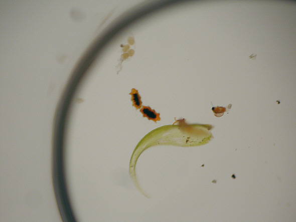 [ View through the Betamag loupe ]