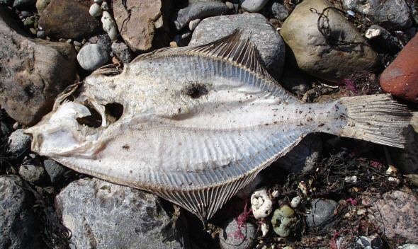 [ Kieler F&ouml;hrde ]