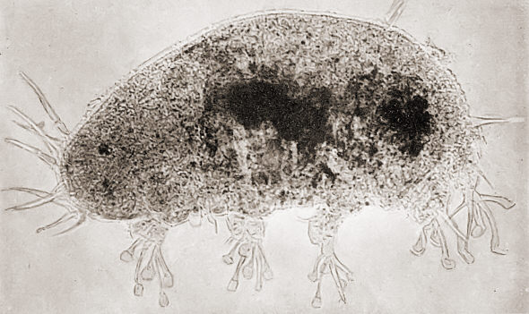 [ Batillipes Kieler F&ouml;hrde ]