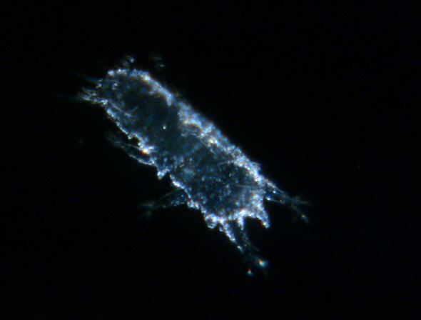 [ Thai cuticula, dark field illumination ]