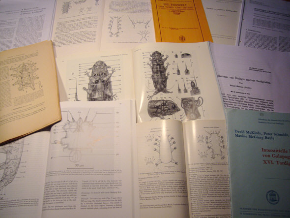 [ Literature about marine tardigrades ]