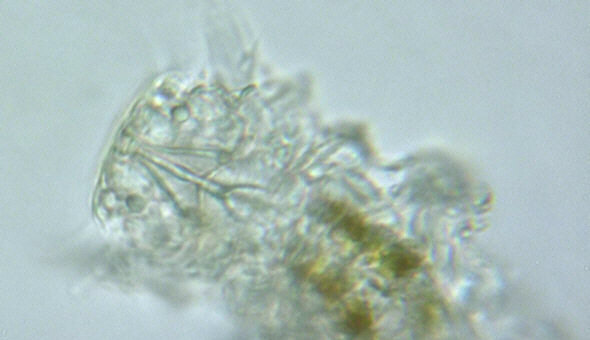 [ Thai tardigrade ]