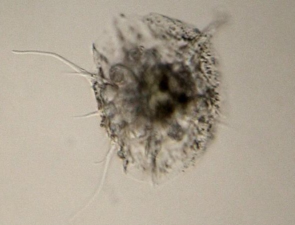[ Florarctus tardigrade ]