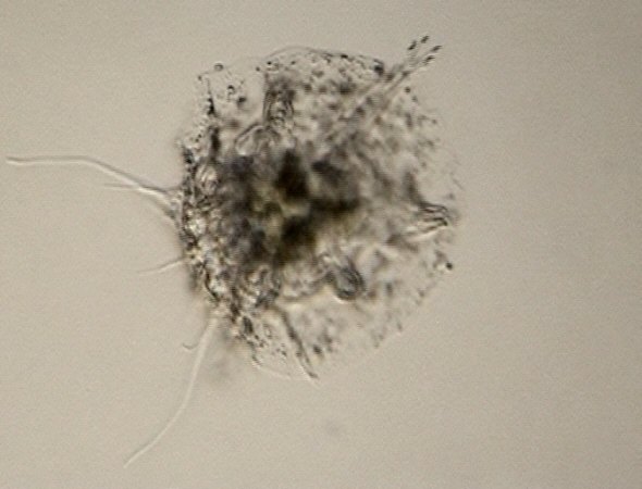 [ Florarctus tardigrade ]