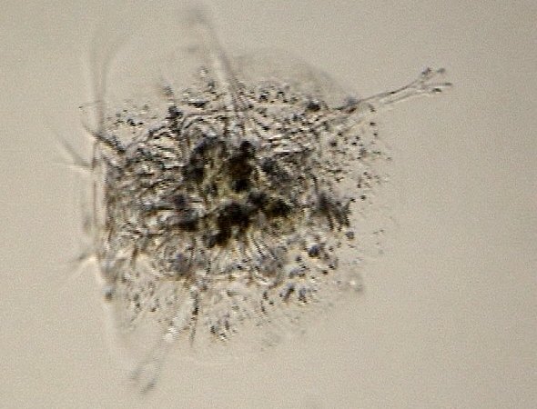 [ Florarctus trdigrade ]