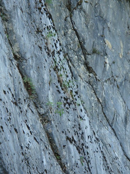 [ Rock wall in Austria, detail ]