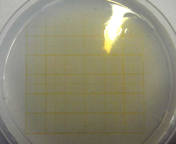 [ The tardigrade racetrack ]