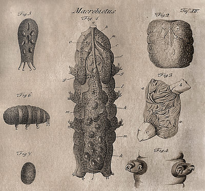 [Blick in Okens Isis]