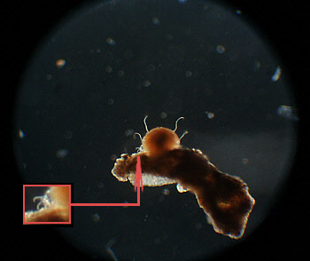 [ Tardigrade Tardigrades B&auml;rtierchen ]