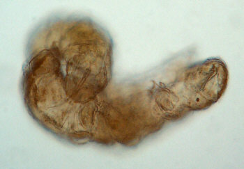 [ B&auml;rtierchen-Paar ]