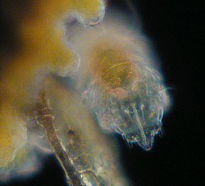 [B&auml;rtierchen, Junges]