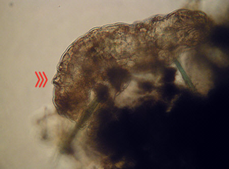 [ ?????? ot Dactylobiotus dispar ]