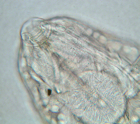 [ lamellae surrounding the mouth tube end of Dactylobiotus dispar]