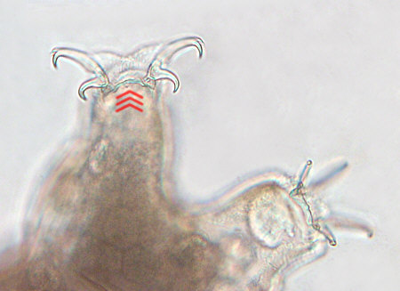 [ Dactylobiotus dispar, detail ]