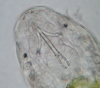 [ Dactylobiotus dispar, detail: anterior part of body ]