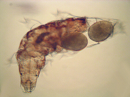[ B�rtierchen Milnesium tardigradum, Muttertier mit Gelege ]