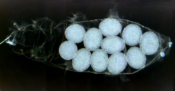 [ B�rtierchen Milnesium tardigradum, Gelege ]