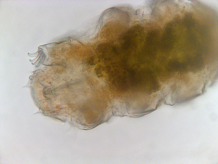 [ Hydrobiologia Titel ]