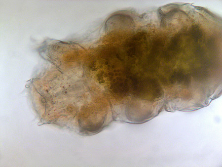 [ Hydrobiologia Titel ]