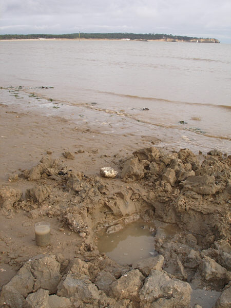 [ Tardigrade digging at the French Atlantic Coast ]
