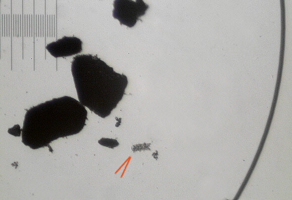 [ Maritime tardigrade size  ]