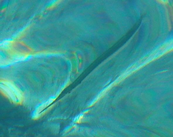 [ <i>Belone belone</i>, direkt unter der Wasseroberfl&auml;che jagend ]