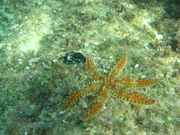 [ Unter Wasser mit Marthasterias glacialis ]