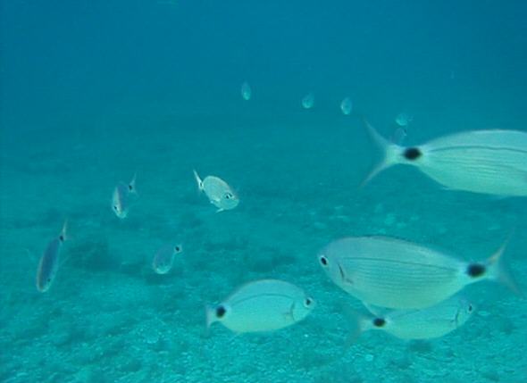 [ Unter Wasser mit Oblada melanura ]