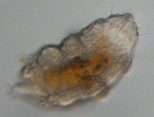 [ Small Echiniscus tardigrade from the Austrian rock wall ]