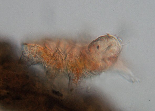 [ Small Echiniscus tardigrade from the Austrian rock wall ]