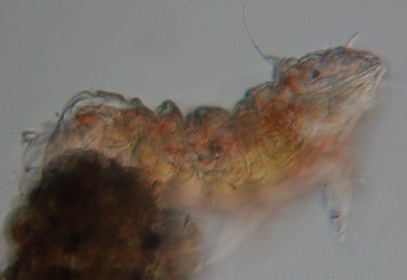 [ Small Echiniscus tardigrade from the Austrian rock wall ]