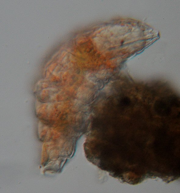 [ Small Echiniscus tardigrade from the Austrian rock wall ]