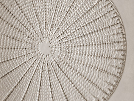 [ Zentrische Diatomee ]