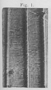 [ Detail der Testdiatomee Amphipleura pellucida ]