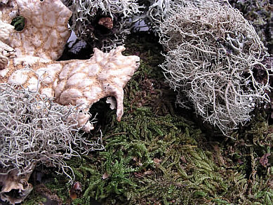 [ Mosses and lichens from the Canary Islands, detail ]