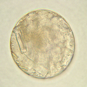 [Milnesium tardigradum, Ei]