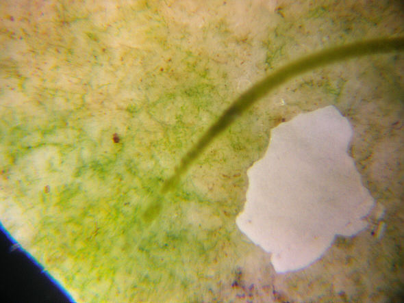 [ Algenwachstum im Mikroaquarium ]