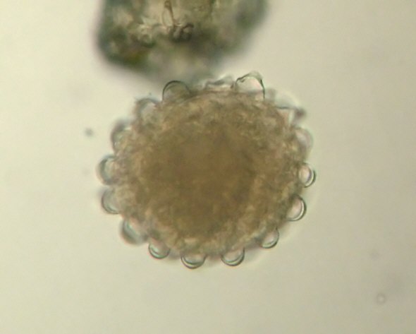 [ Ei von Ramazzottius oberhaeuseri ]