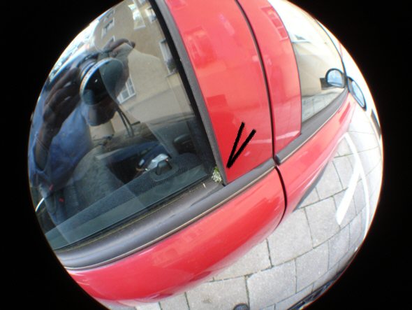 [ Moos im Scheibenzwickel ]