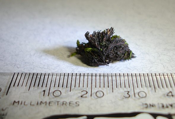 [ Moos, wohl von Reifenhaube ]