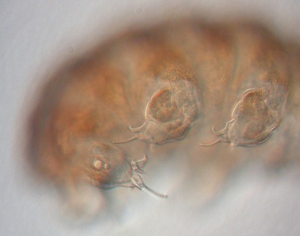 [ Ramazzottius oberhaeuseri, Detail ]