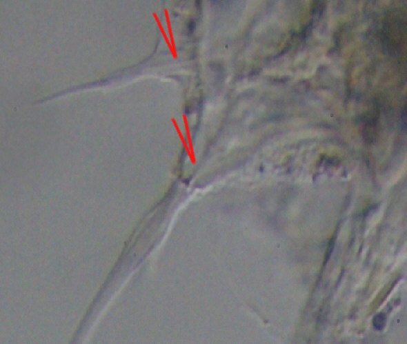 [ Floractus sp. nerves ]