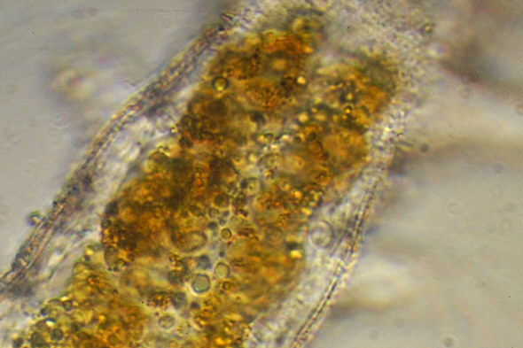 [ Batillipes from Pag Island: cuticula (1) ]
