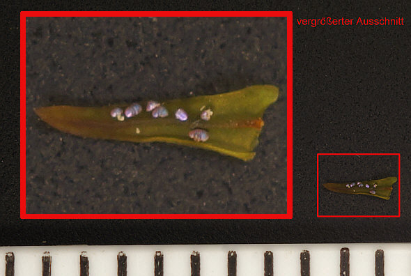 [ Tardigrades, photographed by means of a Sony Nex-5N camera equipped with a Hexanon macro objective ]